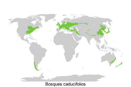 bosques caducifolios